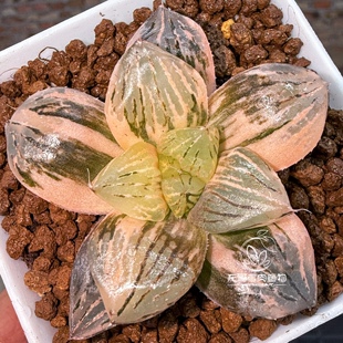 赤焰玉潭寿锦 玉露十二卷多肉植物绿植盆栽 一物一拍