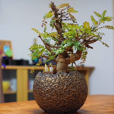 尼勒达乳香 Boswellia neglecta 块根多肉植物 一物一拍