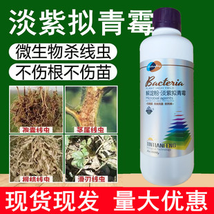 根线灵淡紫拟青霉淡紫紫孢菌滴灌根防结线虫茎线虫孢囊线虫根线清