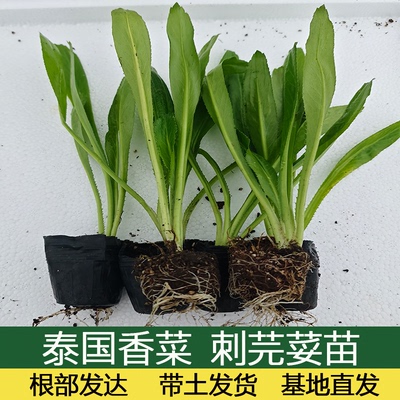 泰国香菜苗盆栽芫荽苗香菜食用大香菜刺芹调料香料带根原土发货