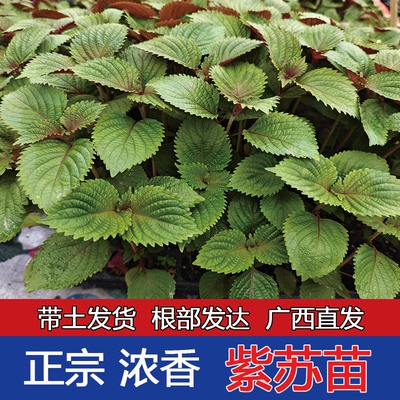 广西可食用紫苏苗带土带根发货