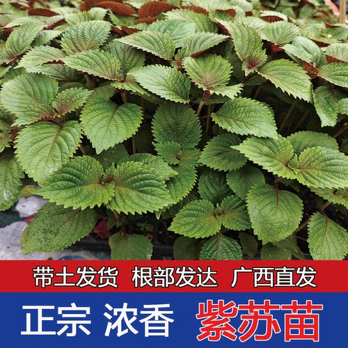 广西可食用紫苏苗带土带根发货