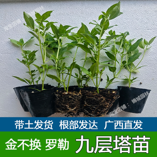 正宗潮汕金不换苗食用九层塔盆栽罗勒海鲜调料菜香料植物香味浓郁