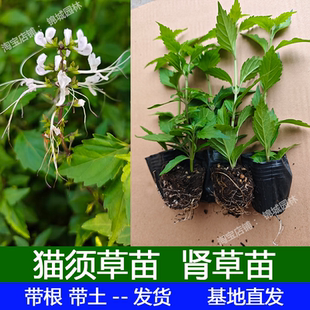 猫须草猫须公降酸草肾茶苗子化石草盆栽猫须草种苗猫须草新鲜苗子