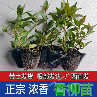广西辣柳苗香辣蓼苗新鲜鱼香菜苗香料罗勒越南香菜带土发货可食用
