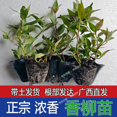 广西辣柳苗香辣蓼苗新鲜鱼香菜苗香料罗勒越南香菜带土发货可食用