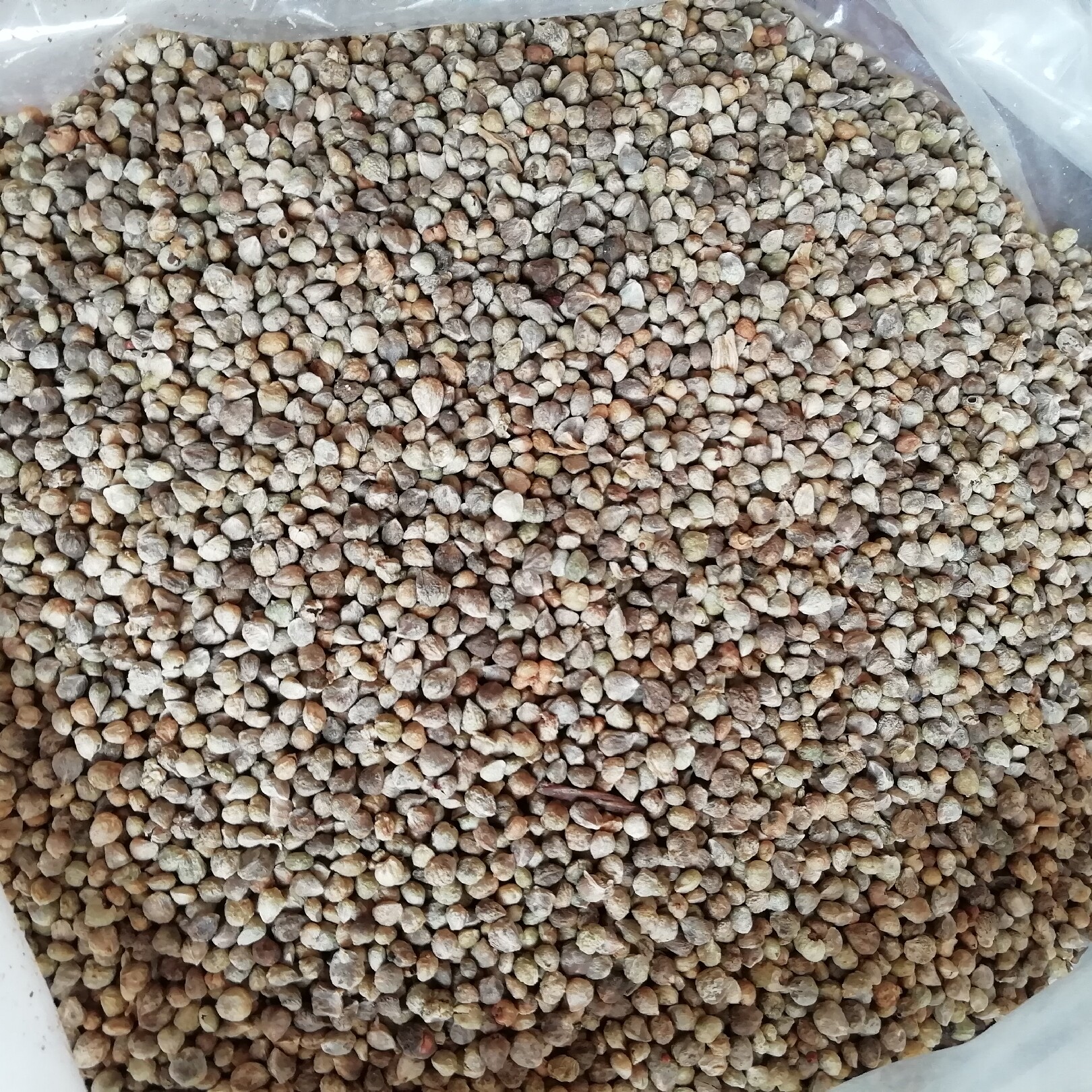 菠菜籽500g包邮五谷杂粮免洗纯正