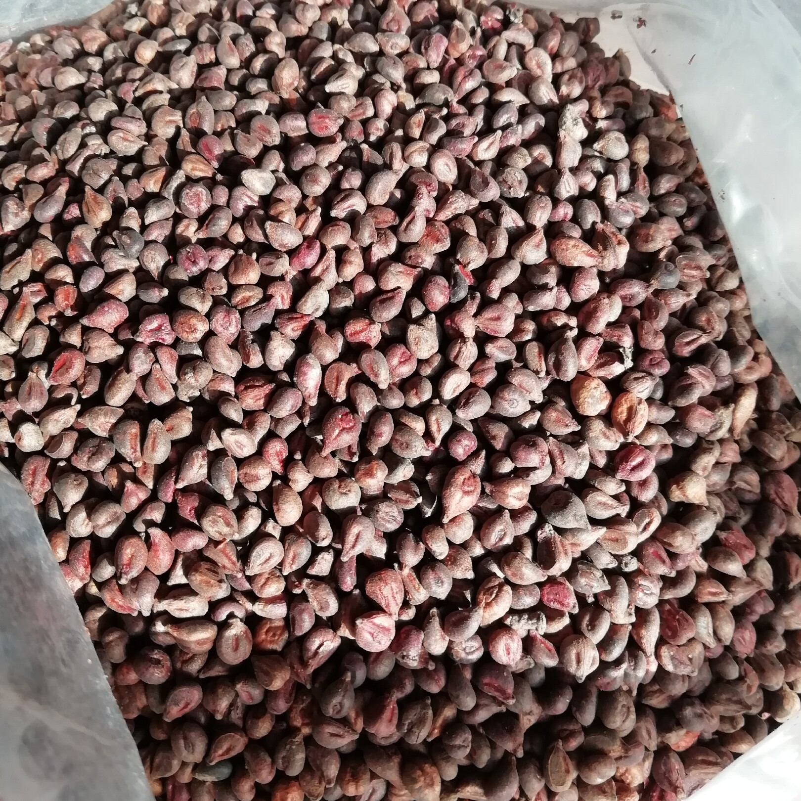 熟葡萄葡萄籽粉500