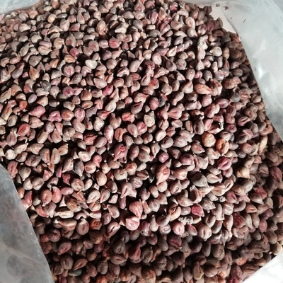 熟葡萄葡萄籽粉500