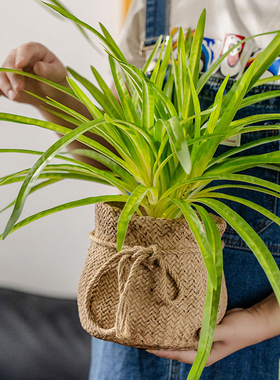 室内装饰仿真兰花盆栽植物摆件