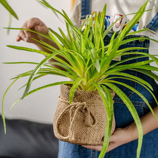 仿真兰花盆栽摆件室内装饰垂吊绿植客厅阳台造景吊兰仿生植物盆景