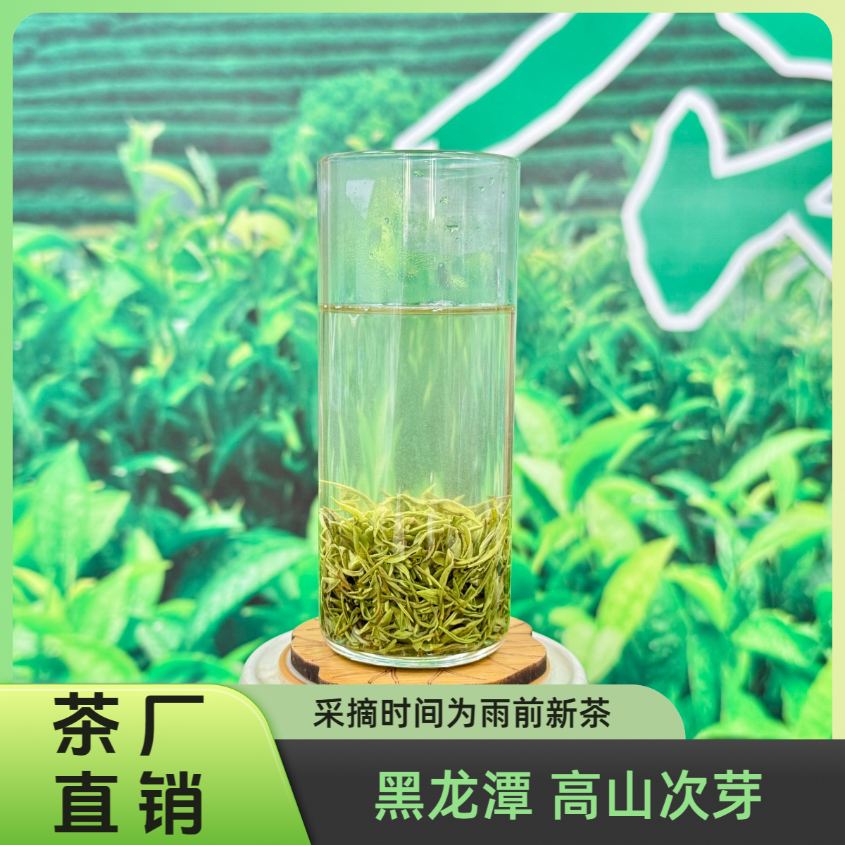 [茶厂直销]黑龙潭高山娄头 保证核心产区信阳毛尖新茶100g