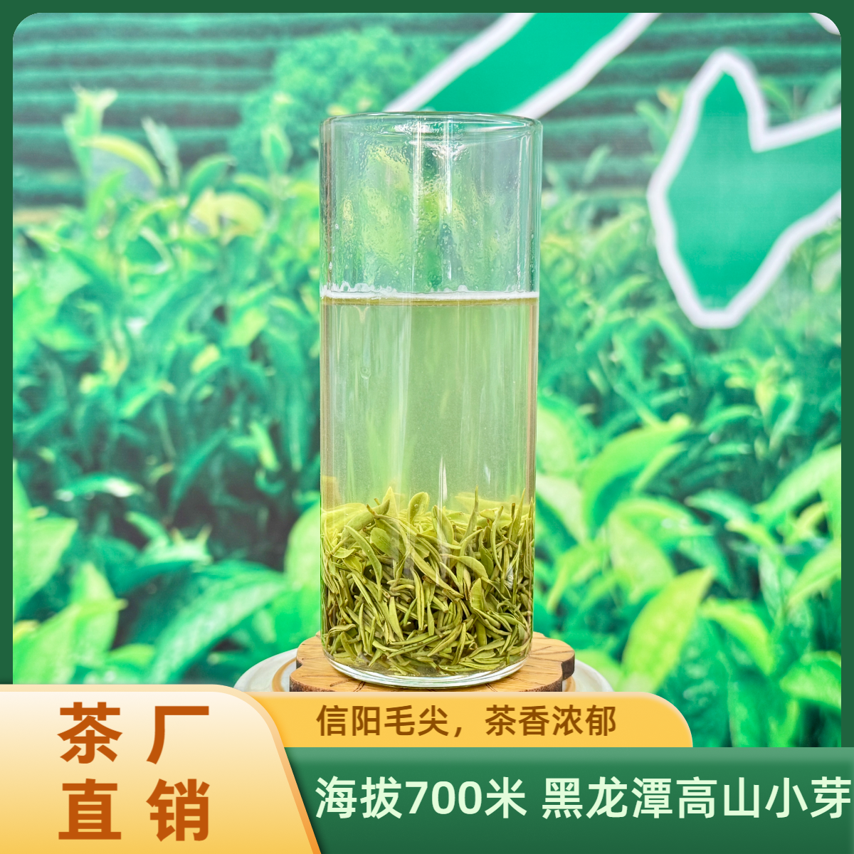 高山茶信阳毛尖黑龙潭高山精品小芽尖雨前信阳毛尖新茶叶 100g/盒