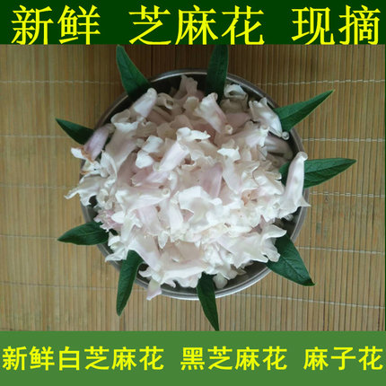 新鲜芝麻花猴子和尤鸡眼黑芝麻花鲜麻子花干芝麻花芝麻花干芝麻杆