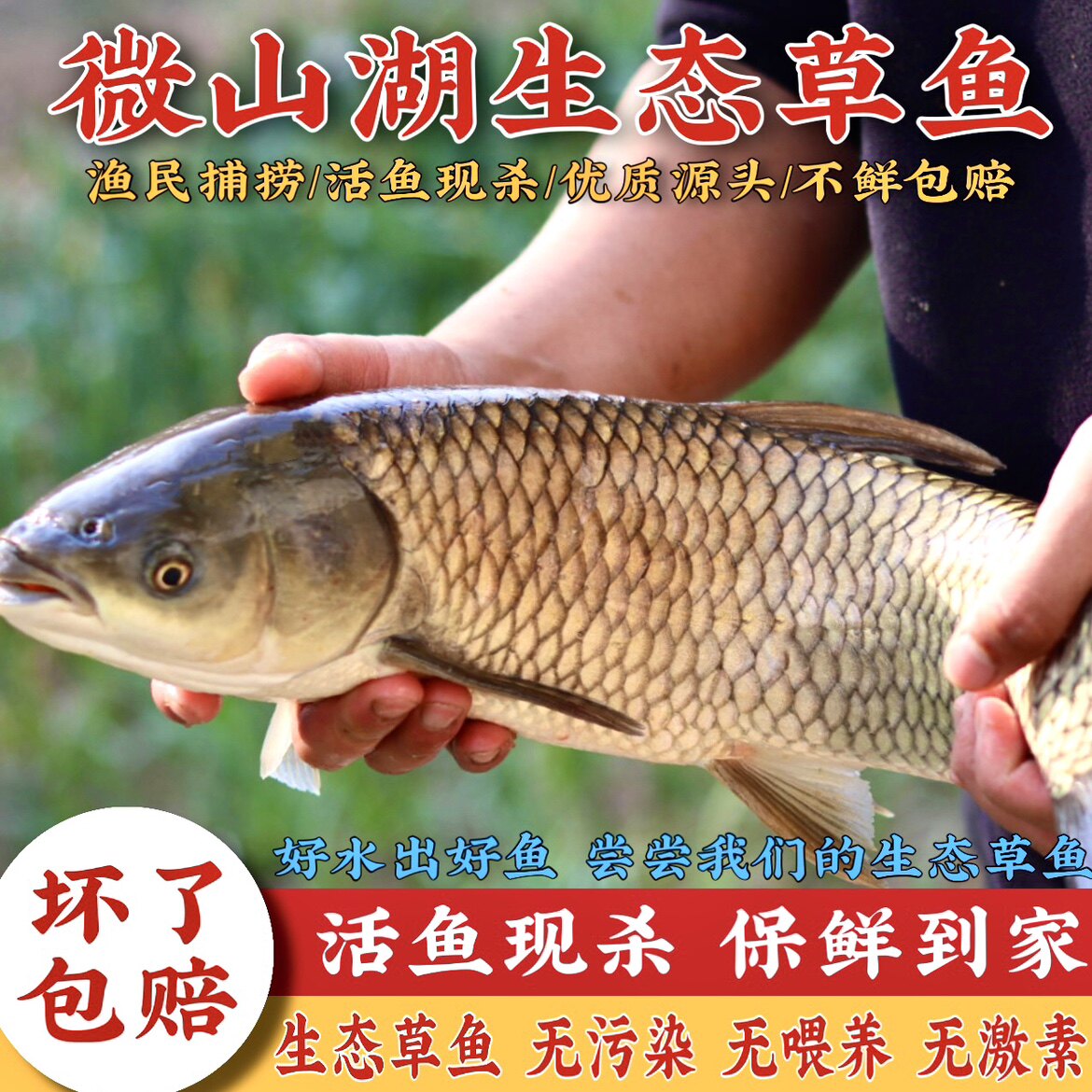 微山湖野新鲜大草鱼鲜活现杀