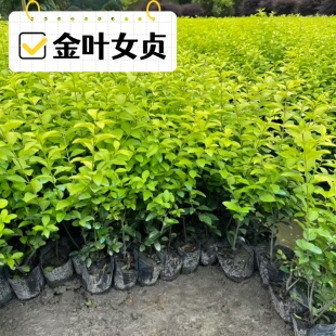 耐寒金叶女贞绿篱苗 四季常青易修剪 庭院景观造型花镜绿植球
