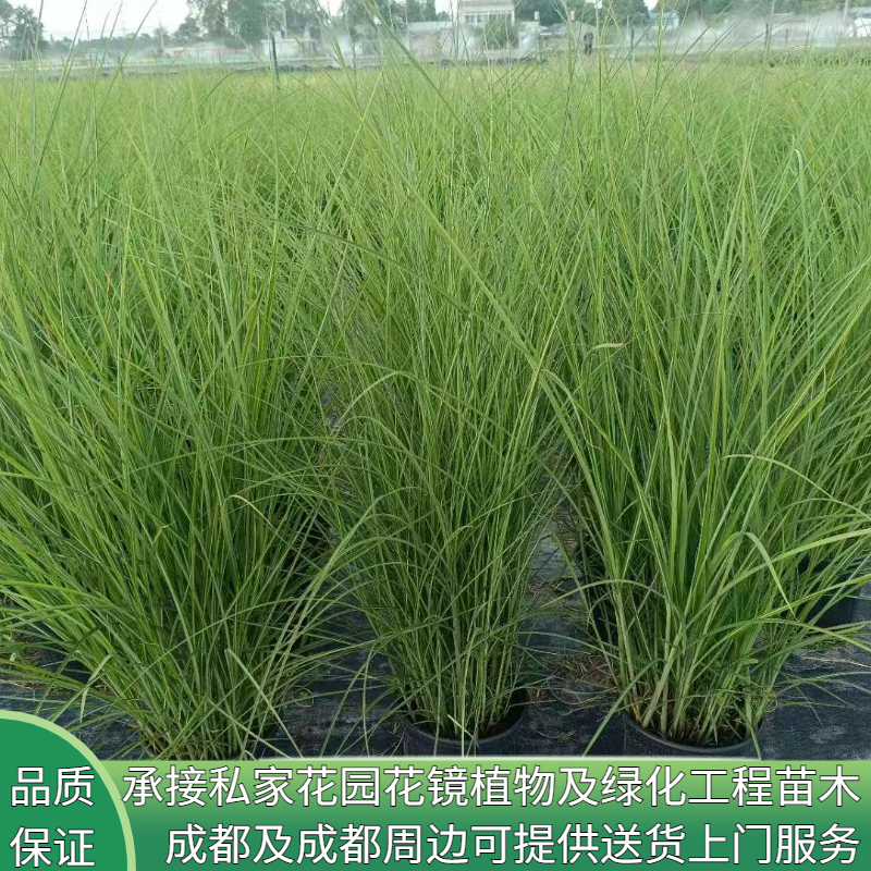 花镜植物细叶芒草绿植观赏芒草公园庭院四季易种点缀造型多年生