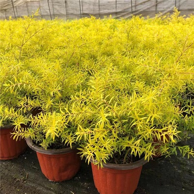 成都四季常绿植物球形千层金苗庭院观赏植物黄金串钱柳树黄金宝树