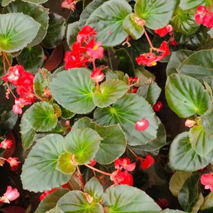 海棠玻璃翠丽格海棠花期带花发货室内庭院阳台盆栽海棠盆栽