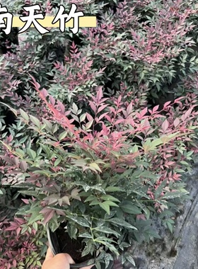 火焰南天竹盆景老桩树苗庭院四季红天竹室内客厅阳台盆栽竹子盆栽