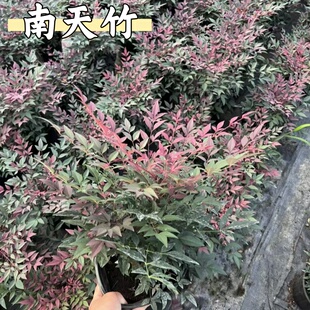 火焰南天竹盆景老桩树苗庭院四季红天竹室内客厅阳台盆栽竹子盆栽