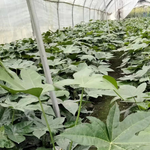 八角金盘树苗庭院别墅观叶苗