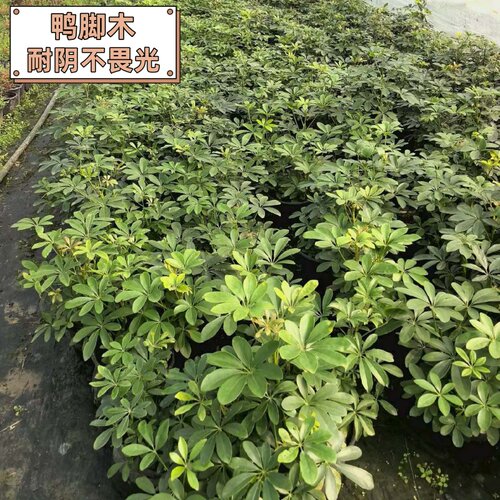 造型鸭脚木室内落地绿植高级感