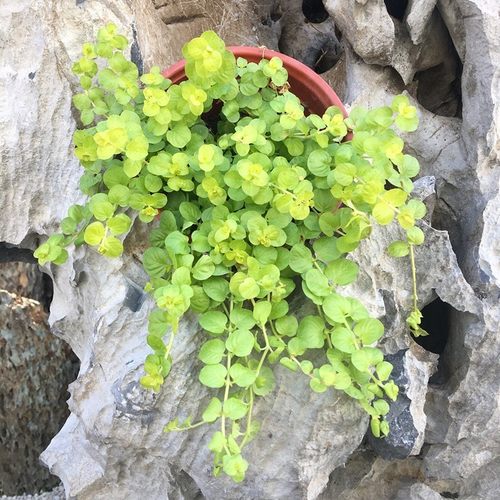 金叶过路黄佛甲草庭院地被植物