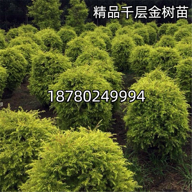 成都四季常绿植物球形千层金苗庭院观赏植物黄金串钱柳树黄金宝树