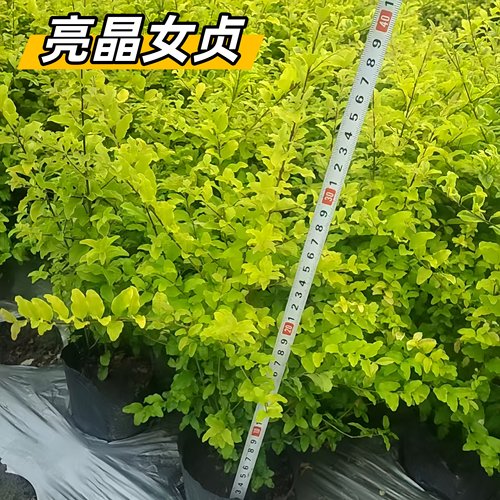 亮晶女贞树苗耐寒易活别墅庭院工程围栏绿化树苗耐寒耐旱绿植