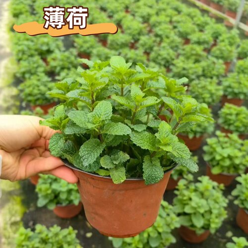 大盆薄荷盆栽可食用绿植