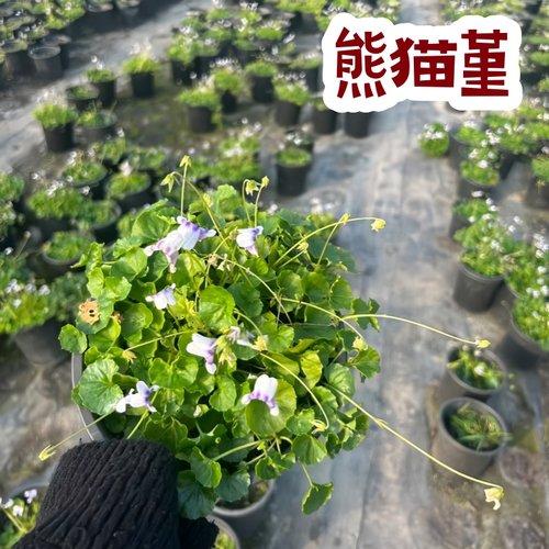 熊猫堇盆栽四季多年生庭院绿植