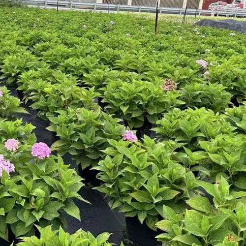 绣球花苗无尽夏木本圆锥庭院阳台