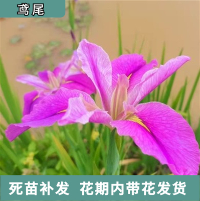 水生花卉工程联系量大西伯利亚