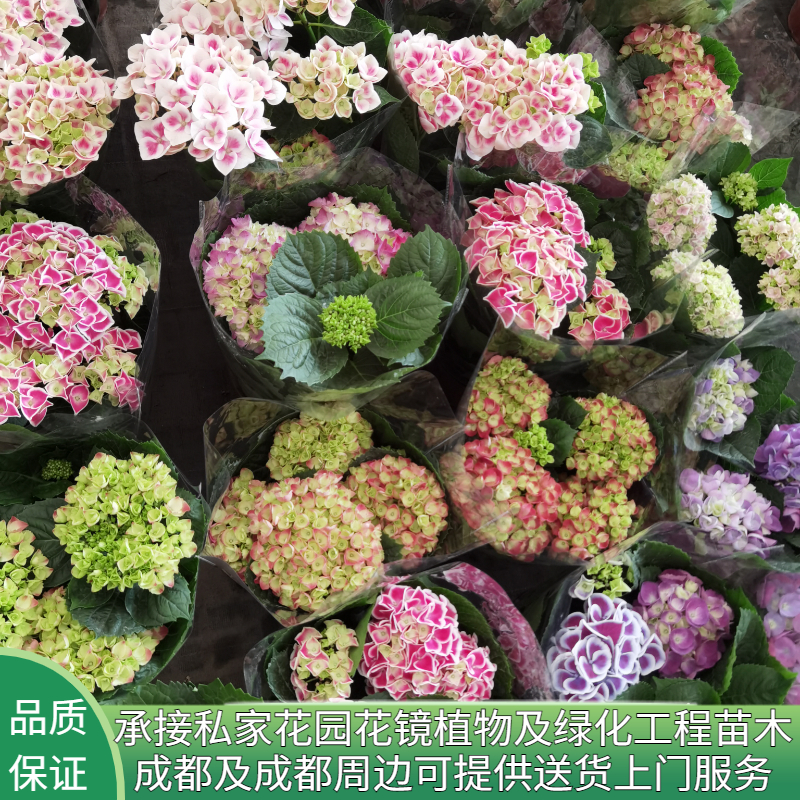 花镜植物绣球花苗盆栽四季开花室内植物绿植花卉庭院地栽阳台树苗