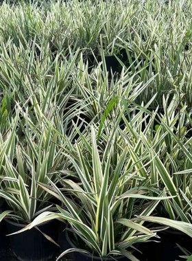 室内外庭院山菅兰盆栽植物