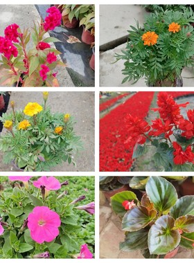 国庆节海棠火炬一串红牵牛花石竹孔雀草木春菊五色梅鸡冠花卉