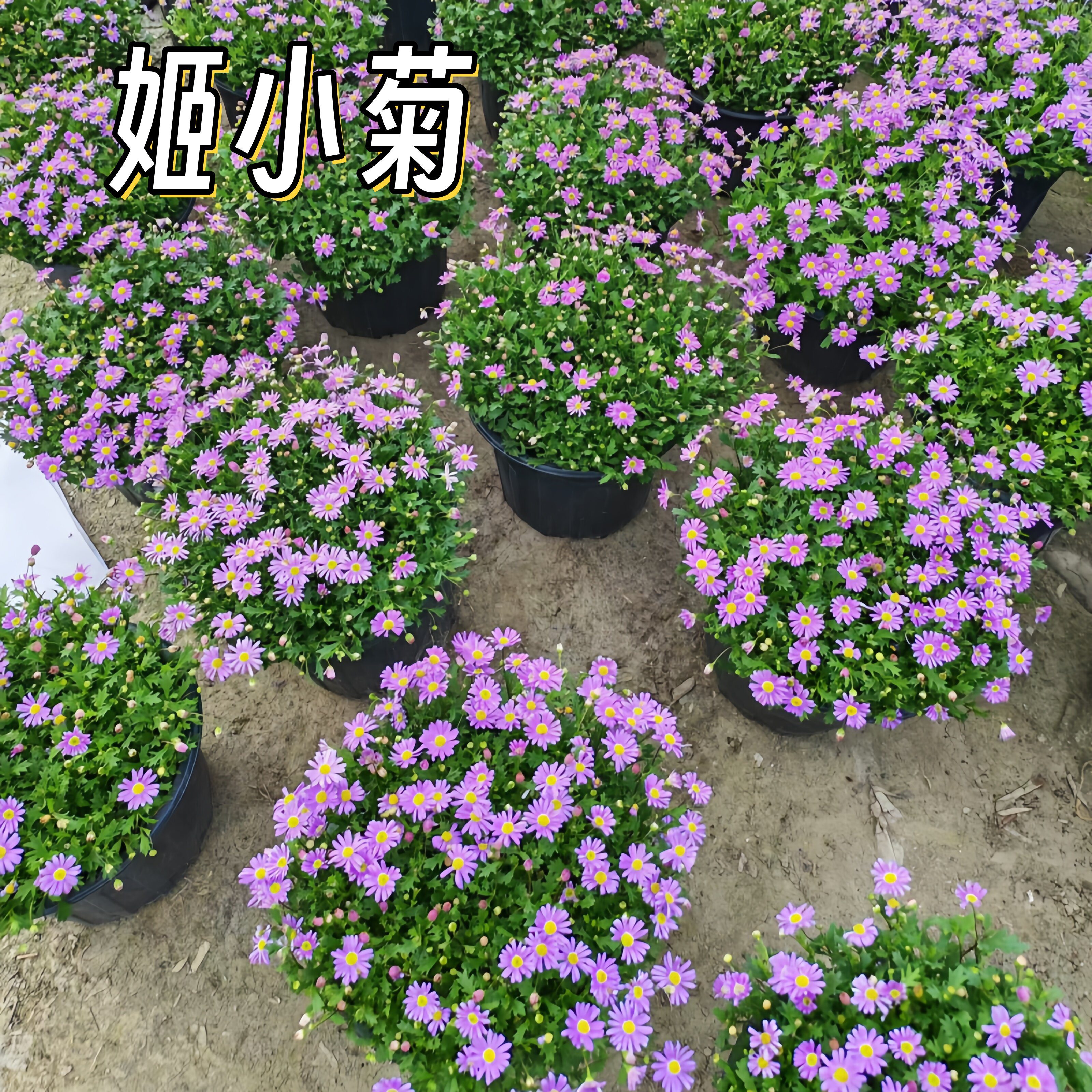 成都基地姬小菊盆栽花苗易种菊花菊花类