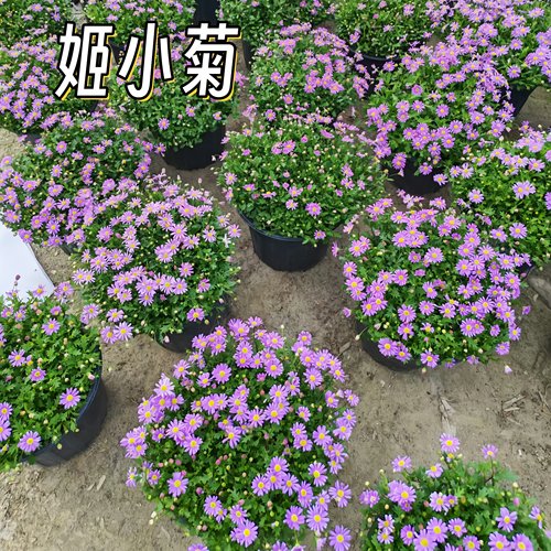 成都基地姬小菊盆栽花苗易种菊花阳台庭院室外多年生植物好养易活