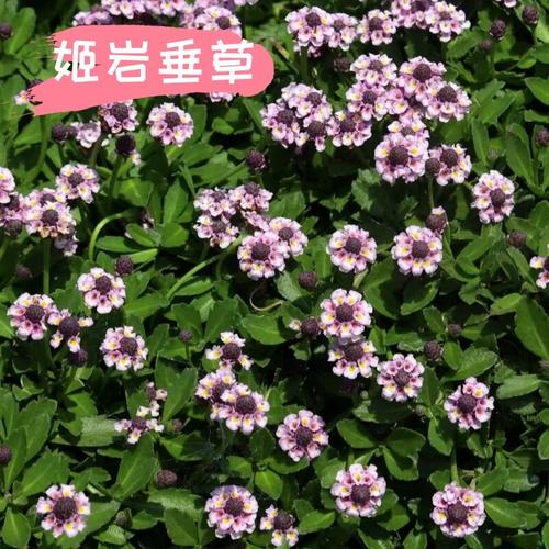 姬岩垂草熊猫堇开花草坪