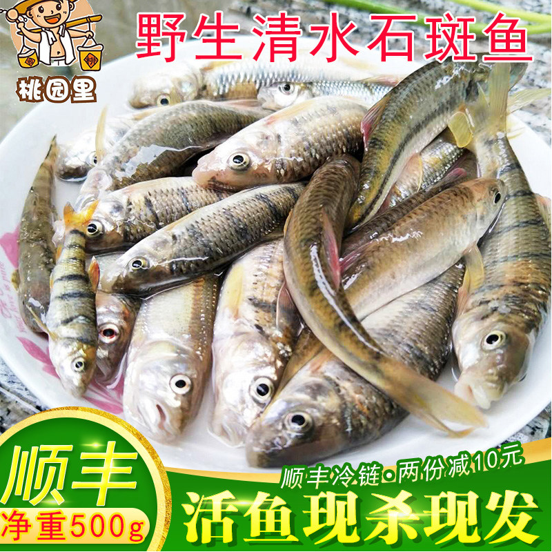 浙江千岛湖新鲜活鱼山溪水石斑鱼鲜活光唇鱼石斑鱼小溪鱼剖肚顺丰