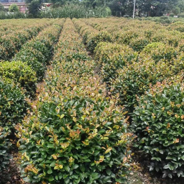 茶梅花苗 树苗茶梅球 茶花盆栽盆景冬茶梅开花带花苞庭院树苗