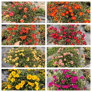 太阳花盆栽带花苞发货阔叶马齿苋死不了阳台庭院耐热四季开花绿植
