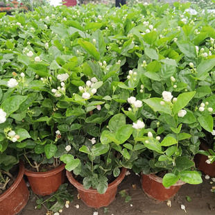 茉莉观赏盆景双色茉莉耐寒耐热植物阳台室内室外易活植物