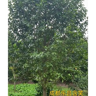 乐昌含笑树常绿型行道树乔木原生全冠乐昌含笑大树园林绿化苗木