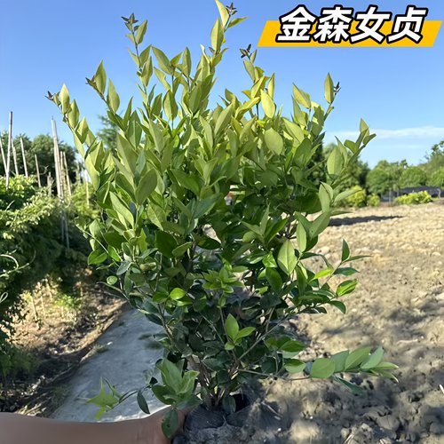 金森女贞苗金叶女贞树苗球型庭院植物四季常青耐寒彩叶园林绿化苗