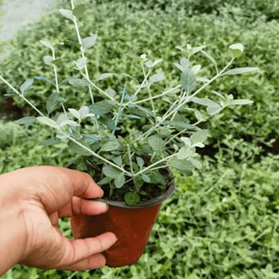 水果兰盆栽灌从石蚕花苗室外阳台庭院花园多年生常青灌木植物花