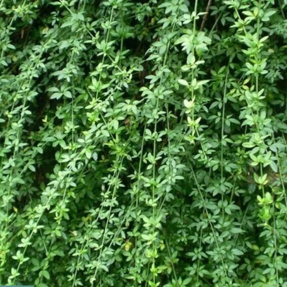 迎春花苗爬藤植物云南黄馨盆栽