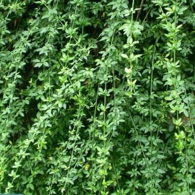 迎春花苗爬藤植物云南黄馨盆栽