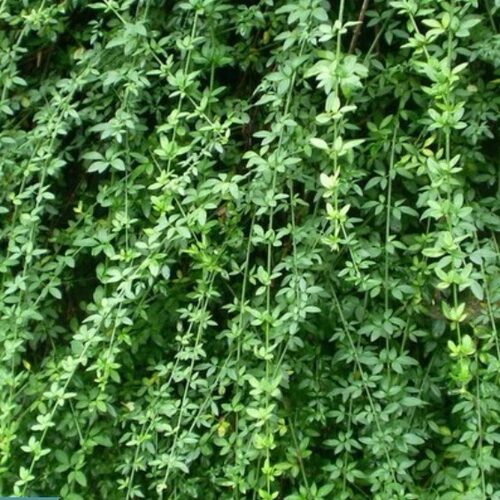 迎春花苗爬藤植物云南黄馨盆栽